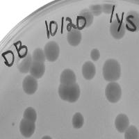 CatBus Plaque Picture