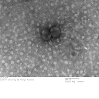 Thumbnail for CalebA