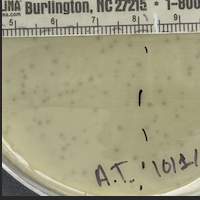 Tyagi Plaque Picture