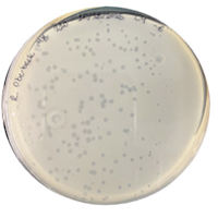 Stardrop Plaque Picture