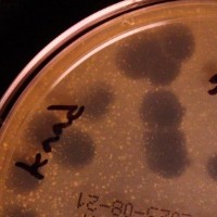 JimmyXS Plaque Picture