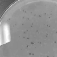 Shmig Plaque Picture