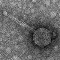 Thumbnail for Segard