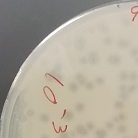 Sevatar Plaque Picture