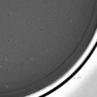 Sheleck Plaque Picture