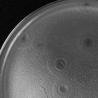 SilverSprings Plaque Picture