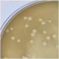 Silverfish Plaque Picture