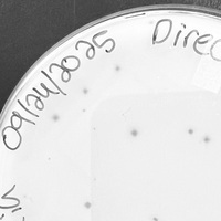 Thumbnail for SlimPhady