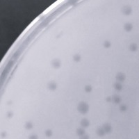 SmartDennis Plaque Picture