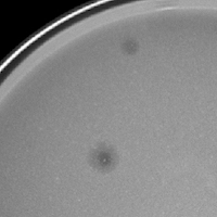 Solflora Plaque Picture