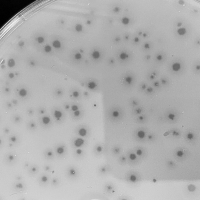 Thumbnail for SolidSnake