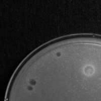 SpiderpillarJ Plaque Picture