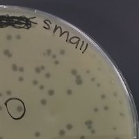 SpideySenses Plaque Picture