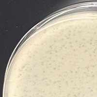 Sprinkle Plaque Picture