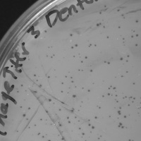 StarlaMae Plaque Picture