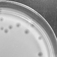 Thumbnail for SteMason