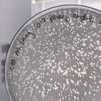 Thumbnail for Timbaa