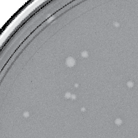 TailX7 Plaque Picture