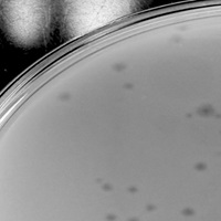 TeaLi Plaque Picture