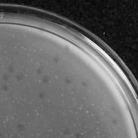 BigSir Plaque Picture