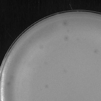 Toad24 Plaque Picture