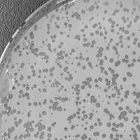 ToasterStrood Plaque Picture