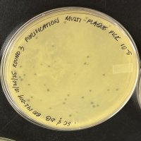 Thumbnail for Tomatozilla