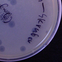 TonyStank Plaque Picture