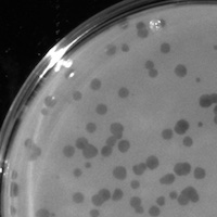Tournesol Plaque Picture