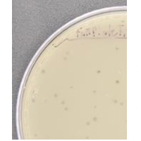 DwightP Plaque Picture