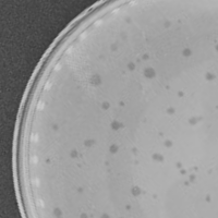 Thumbnail for Ignatius