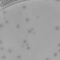 Thumbnail for Dragonera