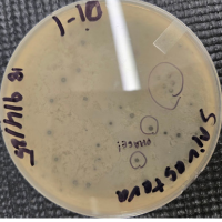 MySunshine Plaque Picture