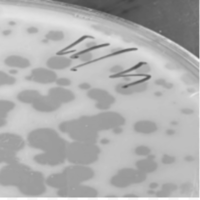 Vinci Plaque Picture