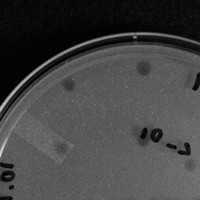 WAPacman Plaque Picture