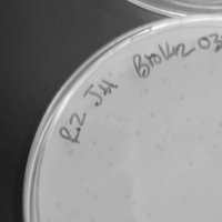 Thumbnail for WellsPhargo