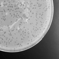 WilliamBobJoe Plaque Picture