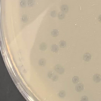 Willica Plaque Picture