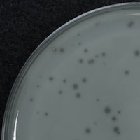 DirtDiva Plaque Picture