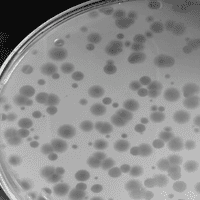 Thumbnail for Yanira