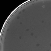 Zaweel Plaque Picture