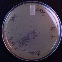 Rykard Plaque Picture