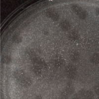 KatnissEver Plaque Picture