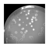 Barkley Plaque Picture