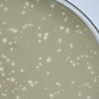 Applin Plaque Picture