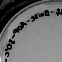 Boise Plaque Picture