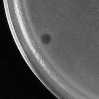 Norabri Plaque Picture