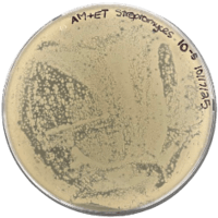 Eibbey Plaque Picture