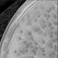 Shnoz Plaque Picture