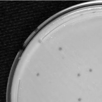 GrimEater Plaque Picture